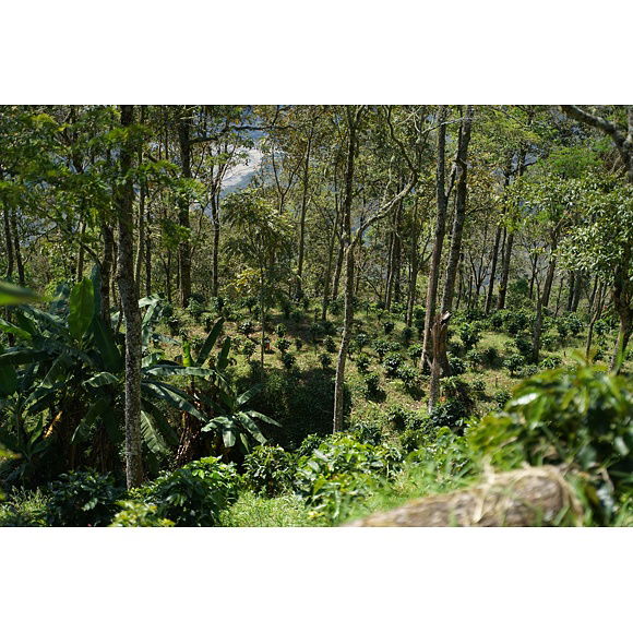 Limitovaná edice: Káva X.